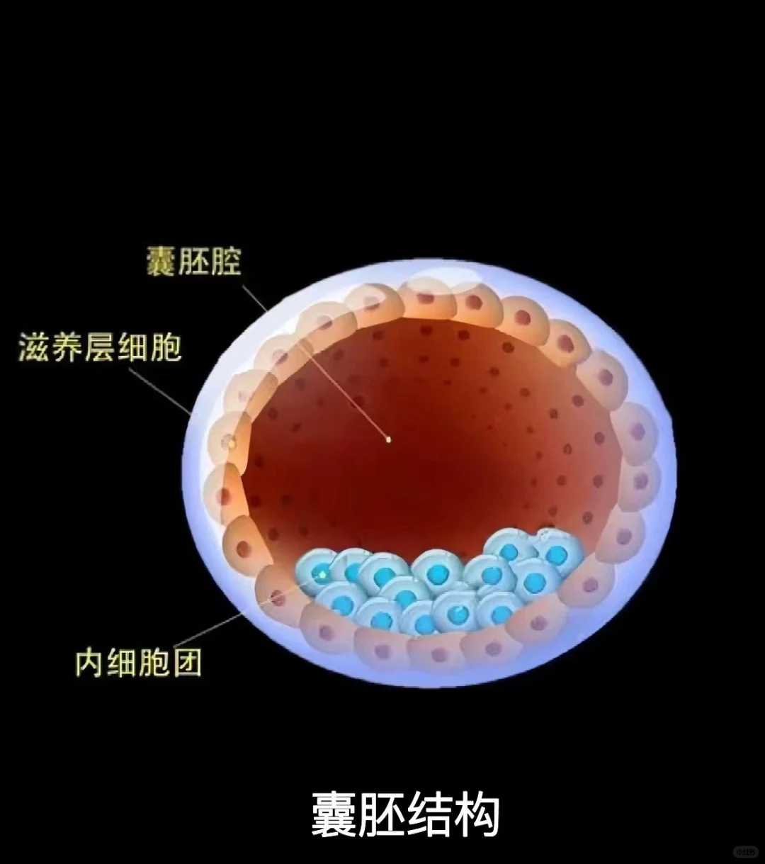 代孕价钱查询,输卵管堵塞（试管婴儿技术）_1