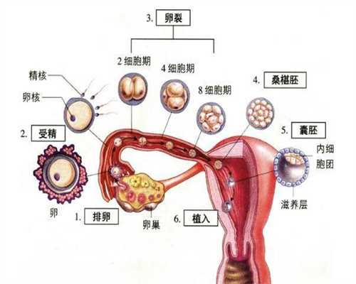广州代孕对血型有要求吗,女子未经请示就怀孕